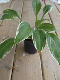 Hosta Plants-JUST $2.00 and up---Kalanchoe, Wandering Dudes etc.