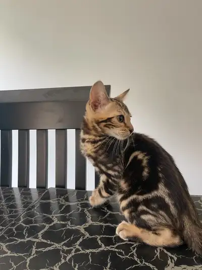 Chatons bengals Date de naissance 20 mars 2025 3 femelle 2 mâle
