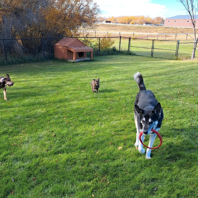 IN HOME PET BOARDING. in Animal & Pet Services in St. Albert - Image 3