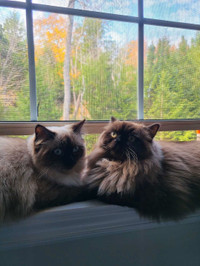 Looking For: Male Himalayan or Ragdoll