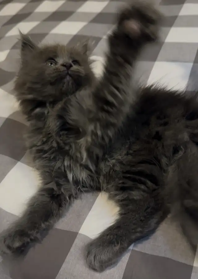 TICA registered Blue female Maine coon