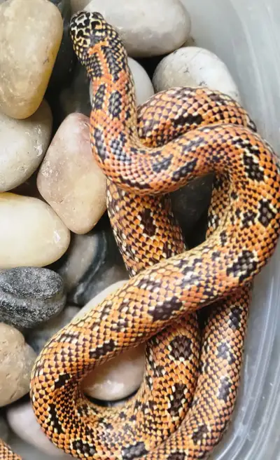 Florida kingsnake, View more