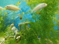 Juvenile Snow White Cichlids (Albino)