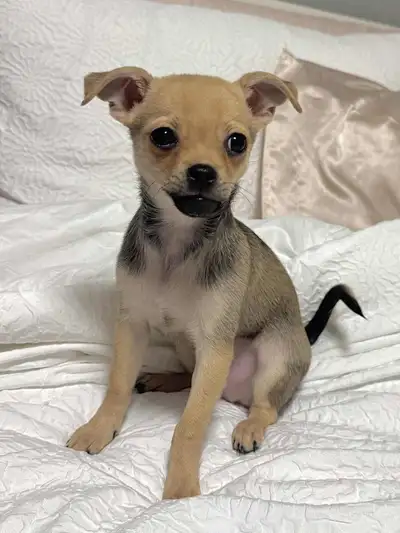 Nous avons 1 magnifique chiot Chihuahua disponibles pour adoption. Né le 1er mars, il est prêt à rej...