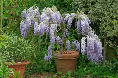 Wisteria vine seeds, View more