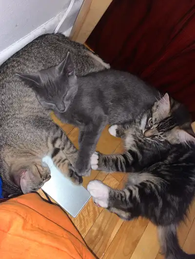 Adorable Kittens, View more