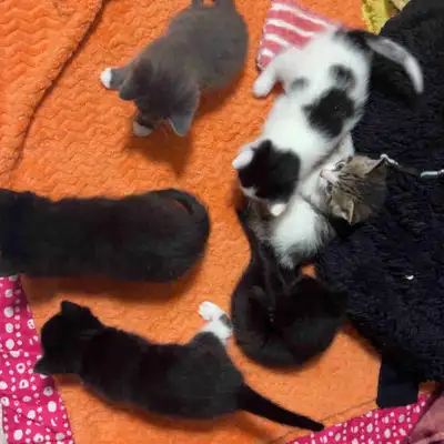 Kittens - 1 Month old, View more