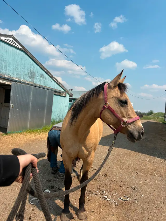 10year old mare in Horses & Ponies for Rehoming in Fort St. John - Image 4