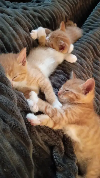 Kittens Ready To Go!!, View more