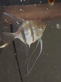 Angel fish  male