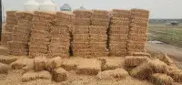 Barley Straw, squares