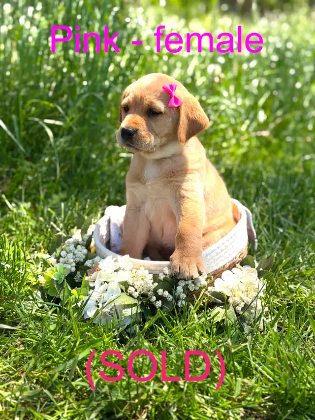Golden Retriever X Labrador Puppies (SOLD) in Dogs & Puppies for Rehoming in Owen Sound - Image 8