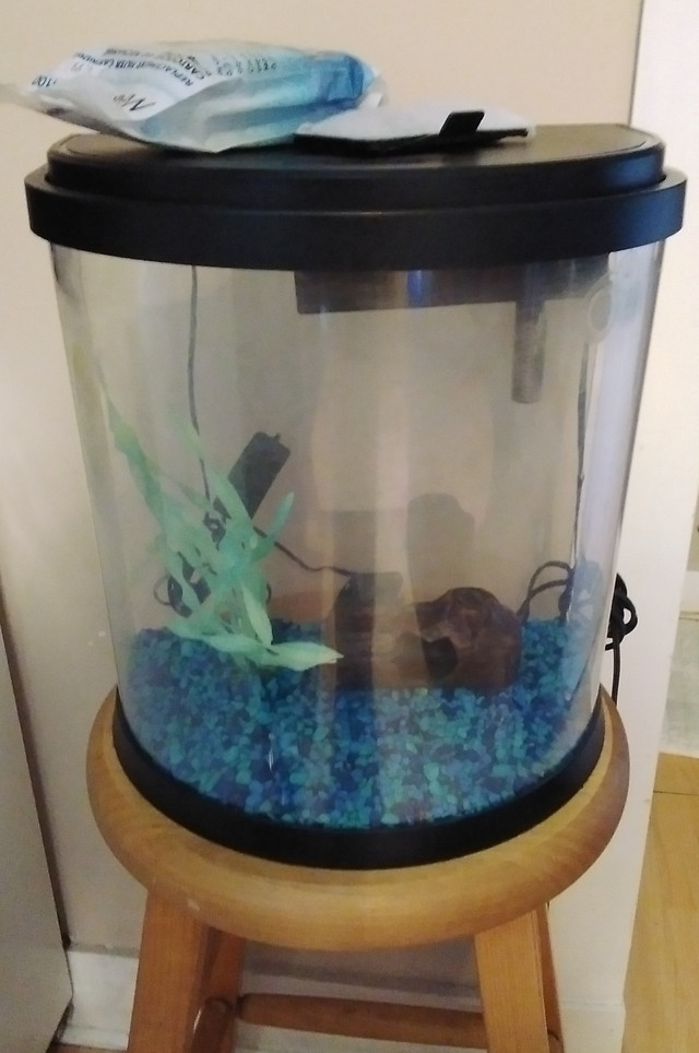 Many small aquariums for sale price in description. in Fish for Rehoming in Saint John