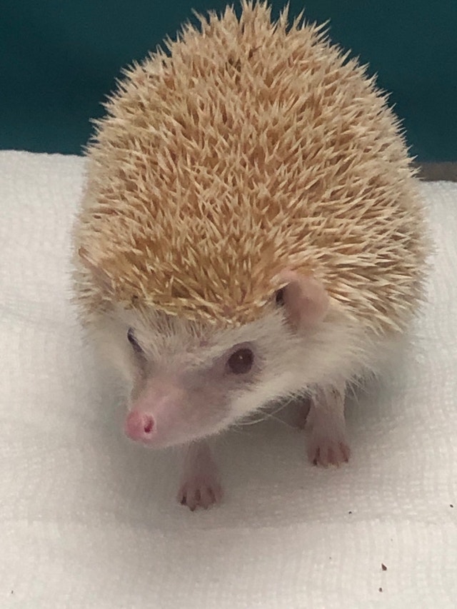 rehoming Hedgehog + Full Cage setup Small Animals for Rehoming