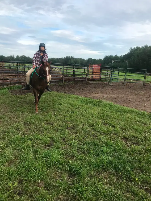 Gorgeous quarter horse mare for sale in Horses & Ponies for Rehoming in Edmonton - Image 4