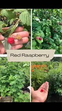 Large red raspberry Plants!