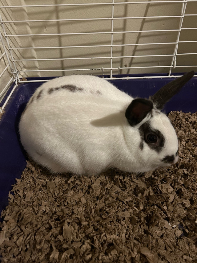 Sweet Bunny For Sale!! in Small Animals for Rehoming in Brockville