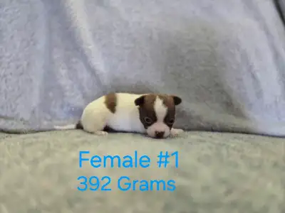 chihuahua puppies, View more