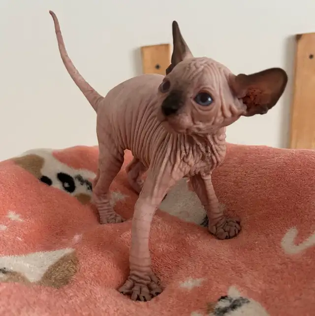 Purebred Sphinx kittens from Grand Champion(Ready for adoption )