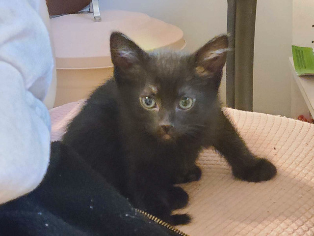 1 female Black Bombay British Short-haired mix kitten in Cats & Kittens for Rehoming in Delta/Surrey/Langley - Image 2