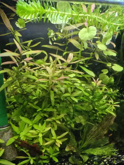 hygrophila polysperma , View more