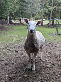 Registered Bluefaced Leicester Ram yearling