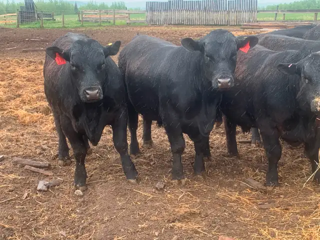 Black angus yearling in Livestock in Vanderhoof - Image 2
