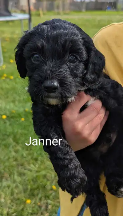 Cavapoo puppies, View more