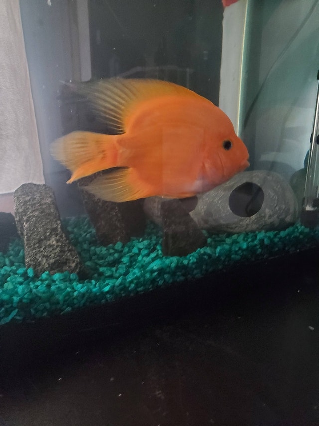 Blood parrot chiclid Animal & Pet Services Winnipeg Kijiji