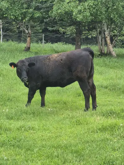 Reserved year old heifer. Very quiet