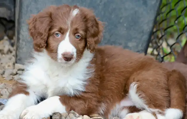 6 TRÈS  RARES BORDOODLES, DOODLES,   CHIOTS,PUPPY in Dogs & Puppies for Rehoming in Laurentides - Image 9