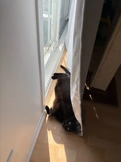 Mâle 4 ans opéré Vient avec nourriture/plats, litière, 2 arbres à chat/griffoir, cage de transport e...