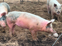 Organic Fed Butcher Pig Ready to go!