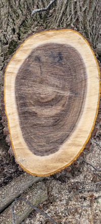 Black walnut stump