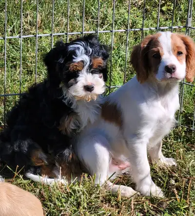 Snuggly, mellow - Cavapoo x Cockapoo puppies, View more