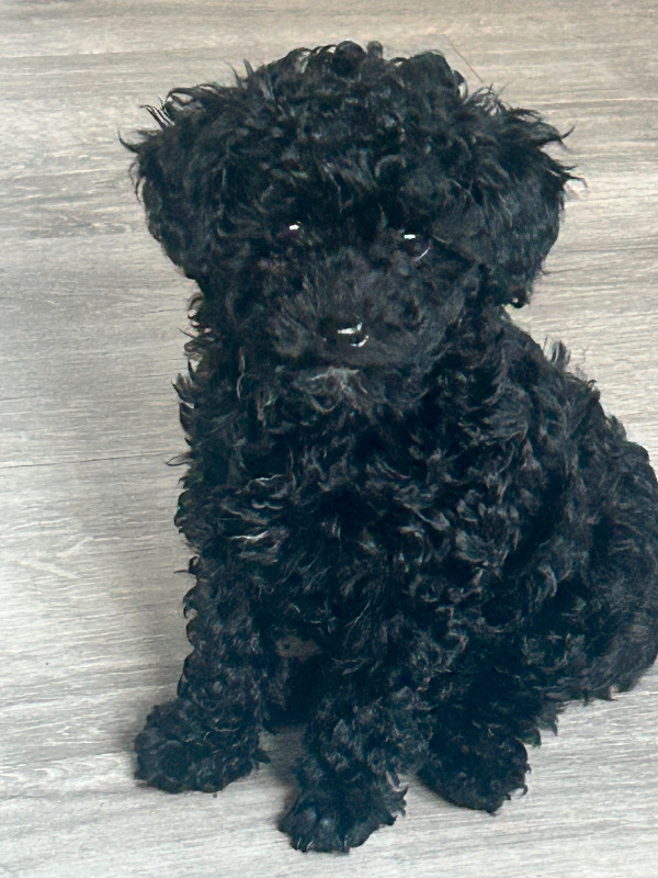 ❤️CKC Toy Poodle Puppies❤️ in Dogs & Puppies for Rehoming in Comox / Courtenay / Cumberland - Image 4