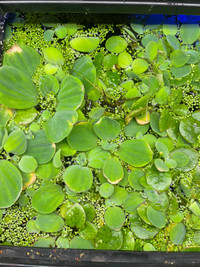 Water lettuce