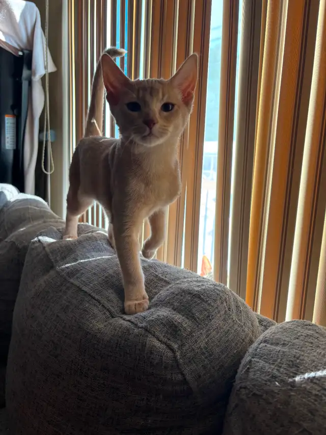 ! ❤️ ! ABYSSIN FAWN ! ❤️ !