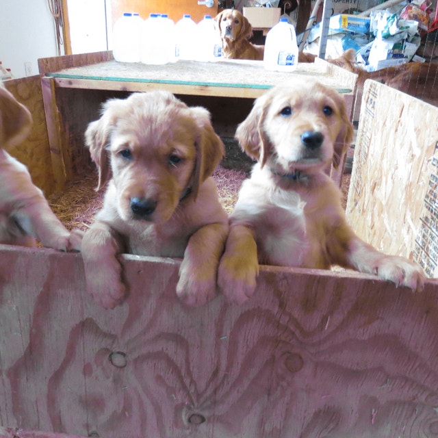 Golden Retrievers Dogs & Puppies for Rehoming Vancouver Kijiji