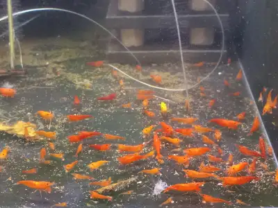 Cherry Red Blue Yellow Orange Black Shrimp Aquarium Plants Snail, View more