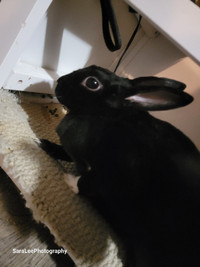 Rehoming adorable bunny