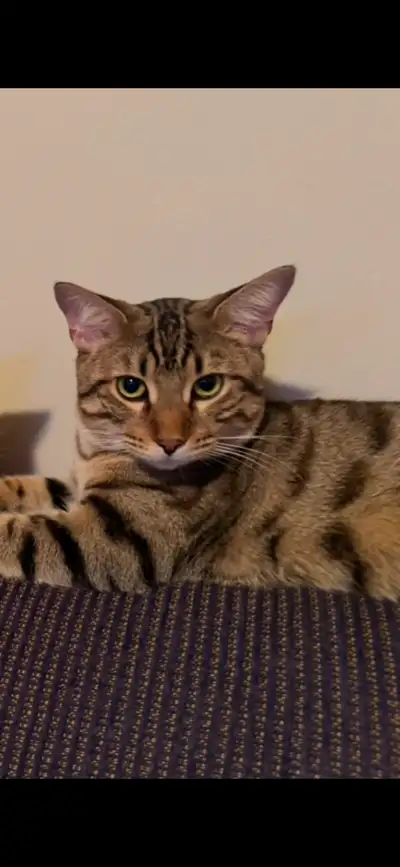 Je dois malheureusement me séparer de mon Bengal, il a 1 an et 3 mois. Castré! Habitué aux enfants e...