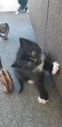 Super Cute Friendly Kittens