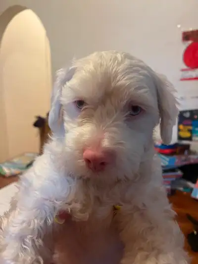3 year old MaltiPoo looking for a loving home❤️, View more