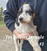 Registered English Setters *Ready to go*