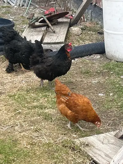 1 y/o Laying Hens, View more
