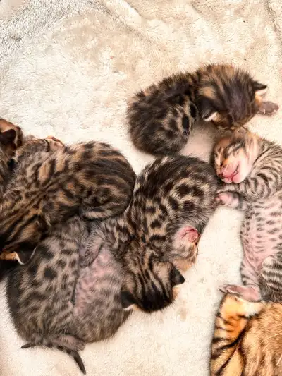 ✨ Gorgeous Bengal Kittens ✨, View more