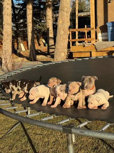 puppy’s for rehoming Calgary, View more