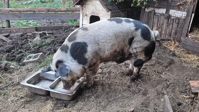 Boar looking for new home in Livestock in Vernon - Image 4