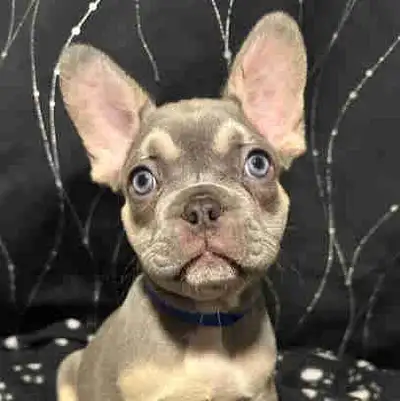 French bulldog beautiful puppies, View more